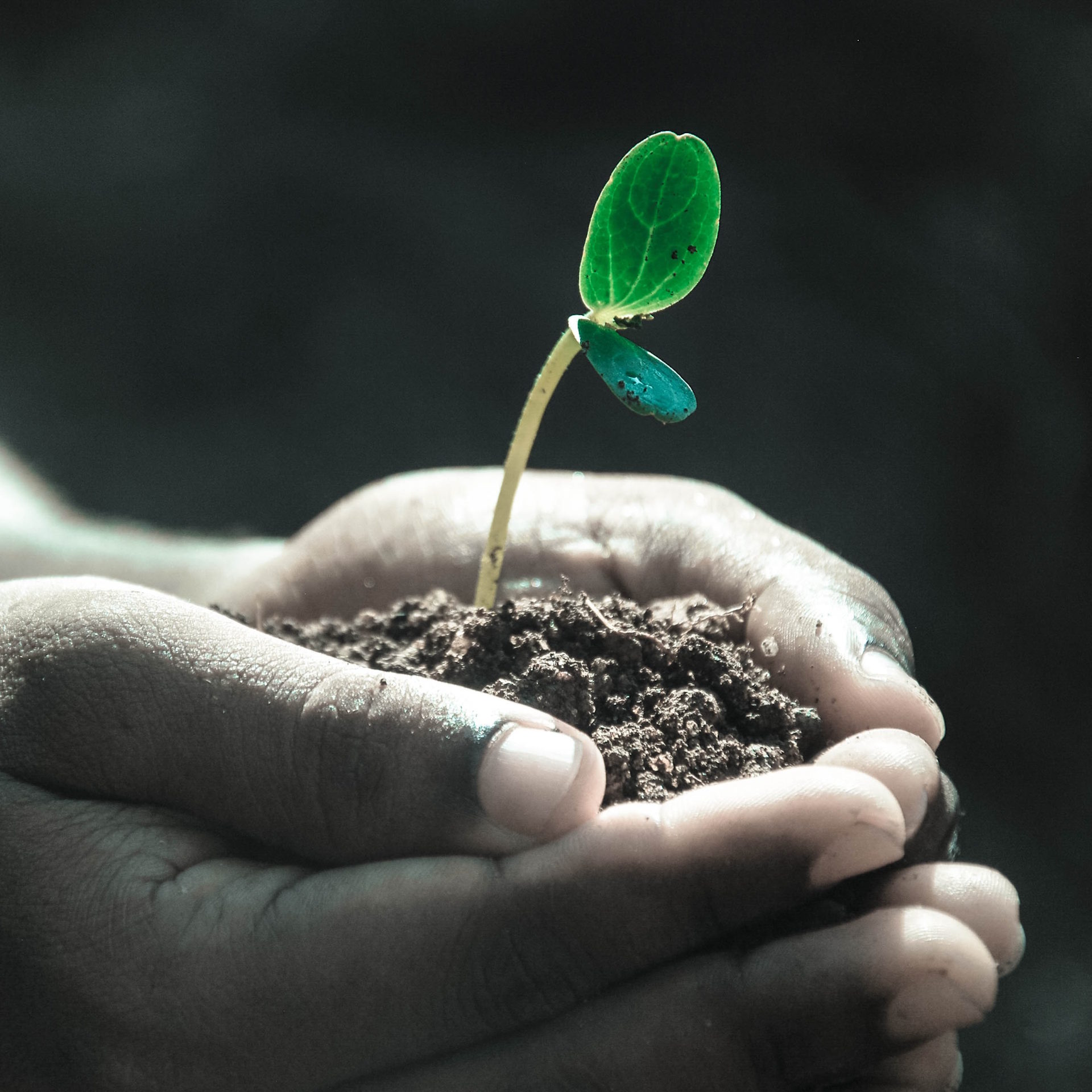 A small seedling held carefully in two hands